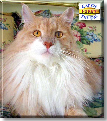 Furby, the Cat of the Day