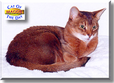 Maggie, the Cat of the Day
