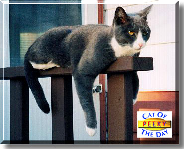 Peeky, the Cat of the Day