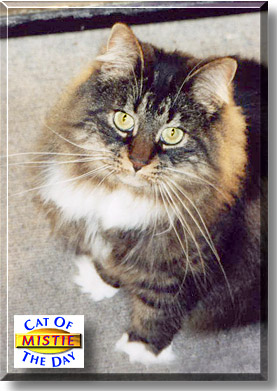 Mistie, the Cat of the Day