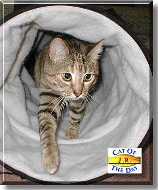 J.R., the Cat of the Day