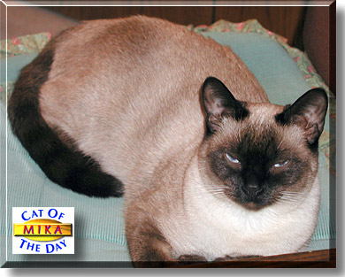 Mika, the Cat of the Day