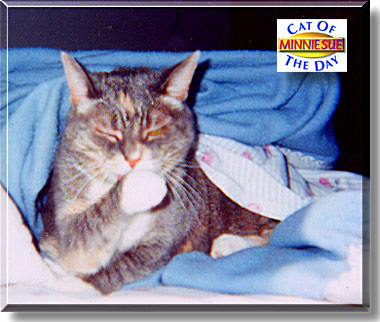 Minnie Sue, the Cat of the Day