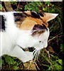Millie