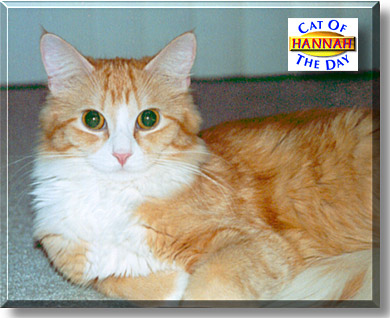 Hannah, the Cat of the Day