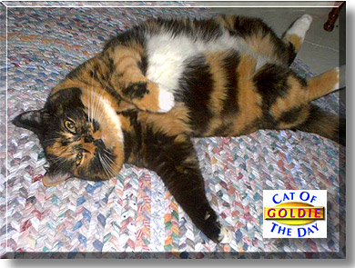 Goldie, the Cat of the Day