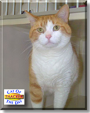 Thacker, the Cat of the Day