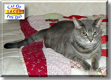 Lacey, the Cat of the Day