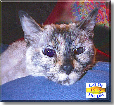 Isis, the Cat of the Day