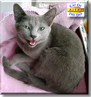 Rubanthom Alexandra Dasha, the Cat of the Day