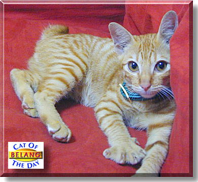 Belang, the Cat of the Day