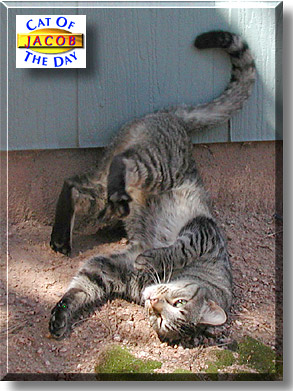 Jacob, the Cat of the Day