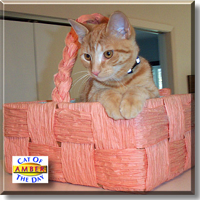 Amber, the Cat of the Day