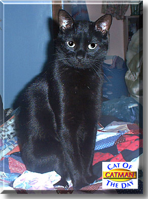 Catman, the Cat of the Day