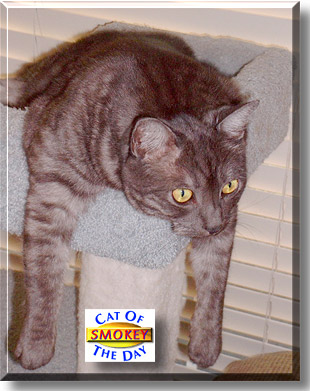 Smokey, the Cat of the Day