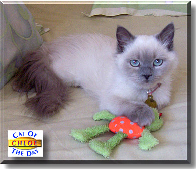 Chloe, the Cat of the Day