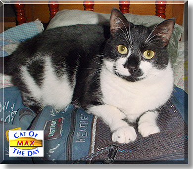 Max, the Cat of the Day
