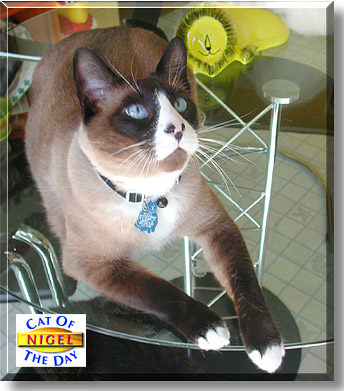 Nigel, the Cat of the Day