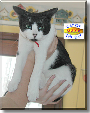 Maxx, the Cat of the Day