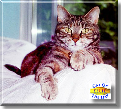 Carmen Electra, the Cat of the Day