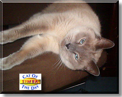 Simba, the Cat of the Day