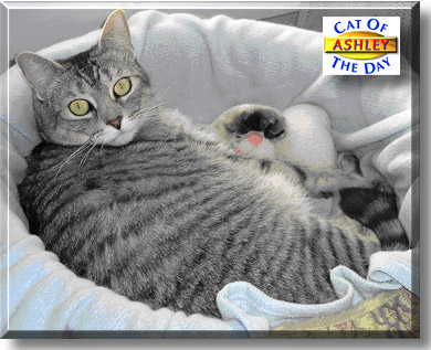 Ashley, the Cat of the Day
