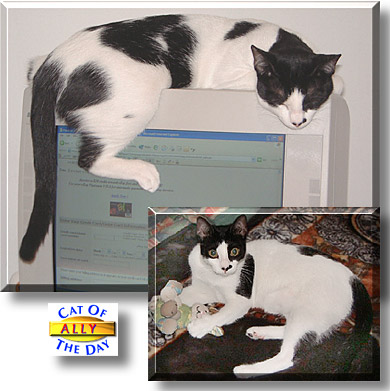 Ally, the Cat of the Day