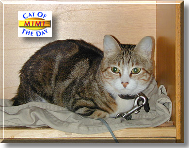 Mimi Leung, the Cat of the Day