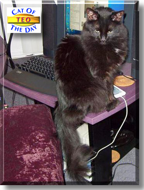 Teo, the Cat of the Day