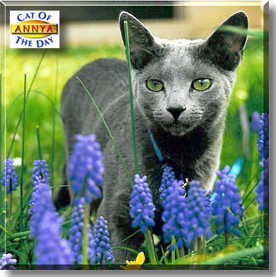Anastasia, the Cat of the Day
