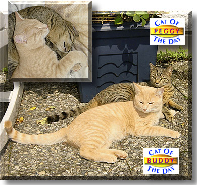Buddy and Peggy, the Cat of the Day