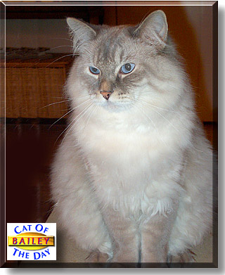 Bailey, the Cat of the Day