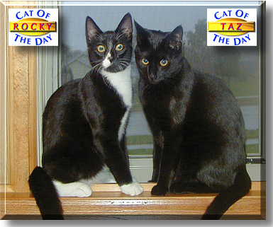 Rocky, Taz, the Cat of the Day