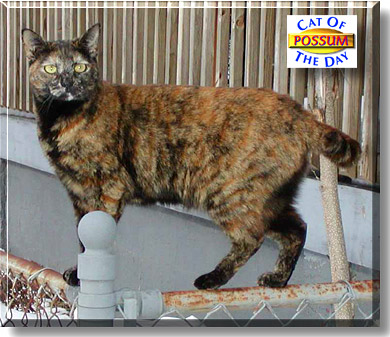 Possum, the Cat of the Day