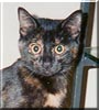 Nanette