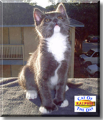 Ralphie, the Cat of the Day