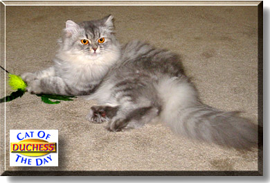 Duchess, the Cat of the Day