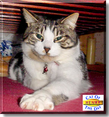 Henry, the Cat of the Day