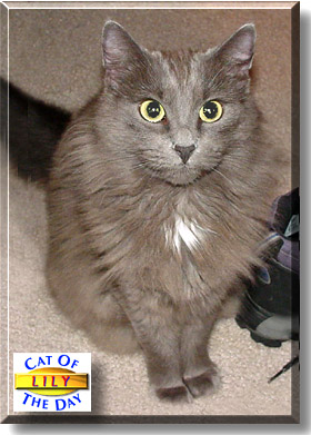 Lily, the Cat of the Day