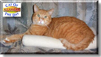 Alexander, the Cat of the Day