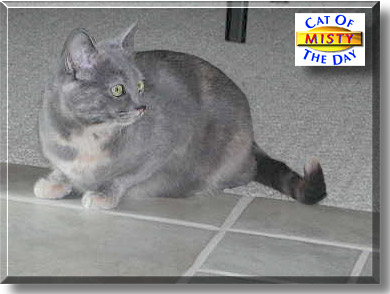 Misty, the Cat of the Day