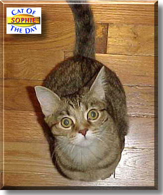 Sophie, the Cat of the Day
