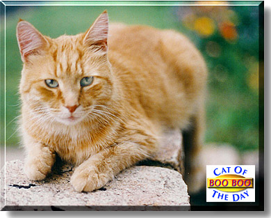 Boo Boo, the Cat of the Day