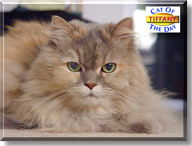 Tiffany, the Cat of the Day