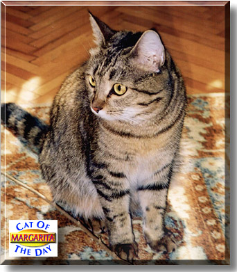 Margarita, the Cat of the Day