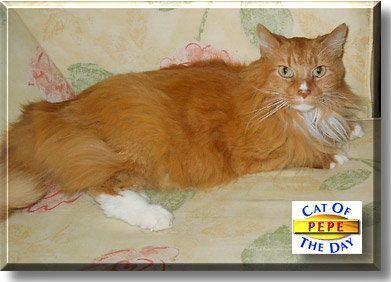 Pepe, the Cat of the Day