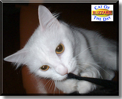 Blizzard, the Cat of the Day