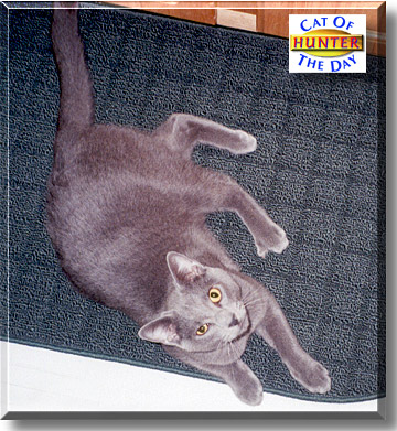 Hunter, the Cat of the Day