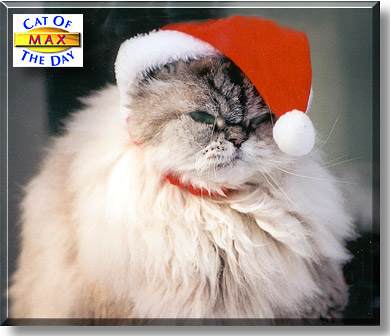 Max, the Cat of the Day