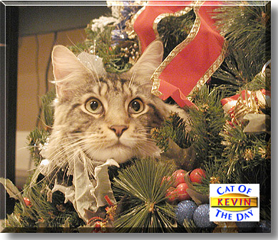 Kevin, the Cat of the Day